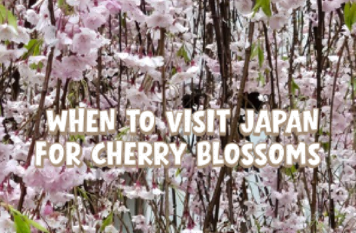 Cherry Blossom Planning